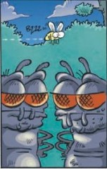 les insectes.JPG