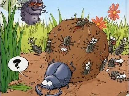 insectes1.jpg
