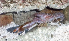 crevette pistolet.jpg