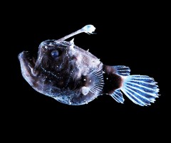 poisson football.jpg