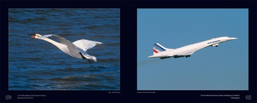 de plume s et de fer nature,remy michelin,zephyr,photographie,animal,aviation