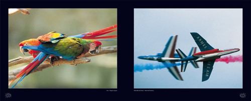de plume s et de fer nature,remy michelin,zephyr,photographie,animal,aviation