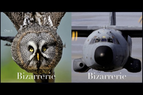 de plume s et de fer nature,remy michelin,zephyr,photographie,animal,aviation