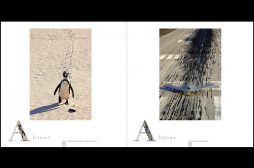 de plume s et de fer nature,remy michelin,zephyr,photographie,animal,aviation