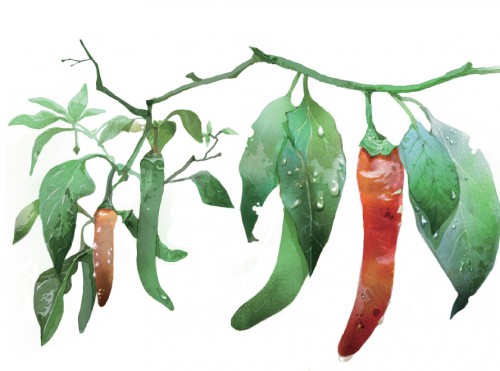 moi jardinier citadin,min ho choi,akata,manwha,jardinage,société,écologie,jardins collaboratifs,incroyables comestibles,incredible edible,eva wissenz,janisse ray,graines,semences,potager,810,032014