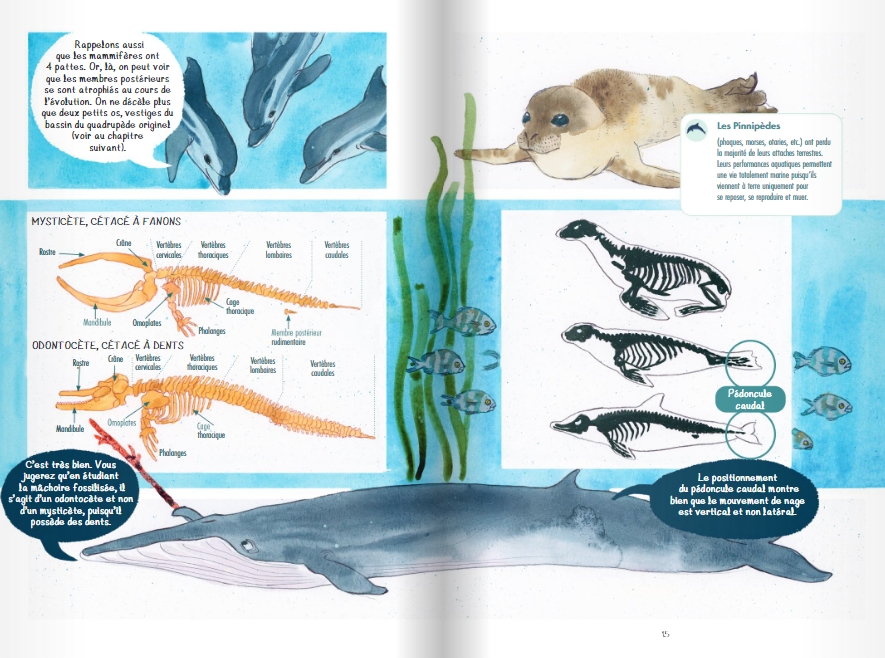 Memoire d-un cetace_Anne Defreville_Delcourt_Octopus_Biologie_Ecologie_Conservation_extrait